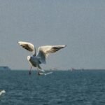 a seagull flying over the ocean with a boat in the background